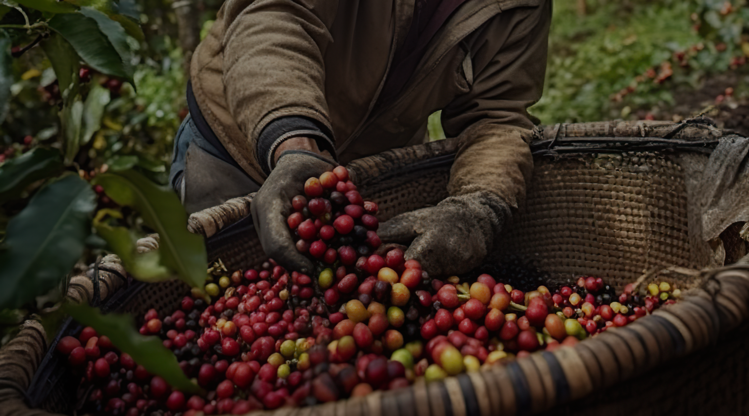 Sourcing - Bean Exchange
