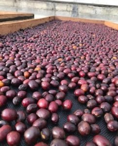 Distinguished Roasts,Exceptional Brews | Bean Exchange