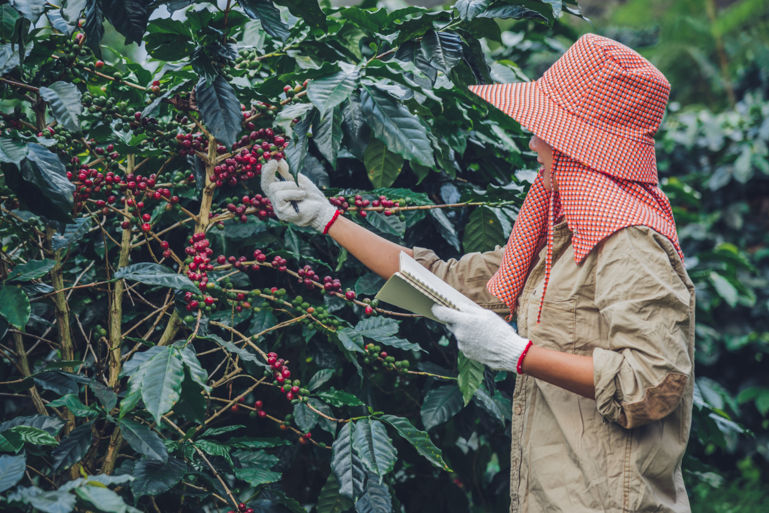 Harvesting coffee beans