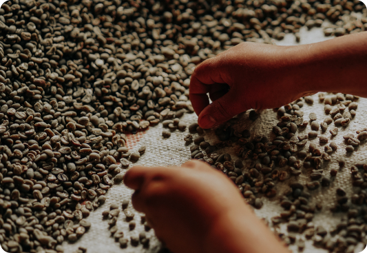 coffee bean selection