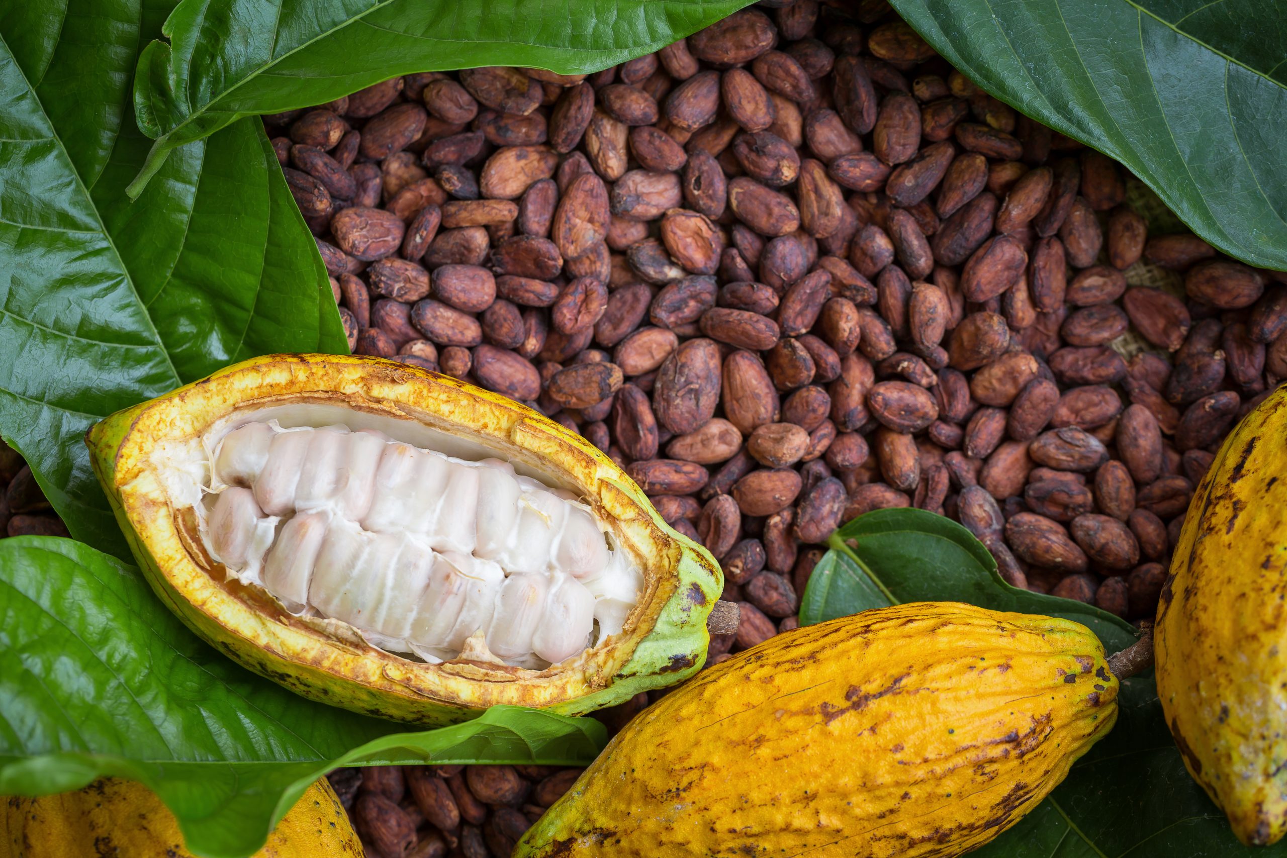 Ripe cocoa pod and beans setup on rustic wooden background