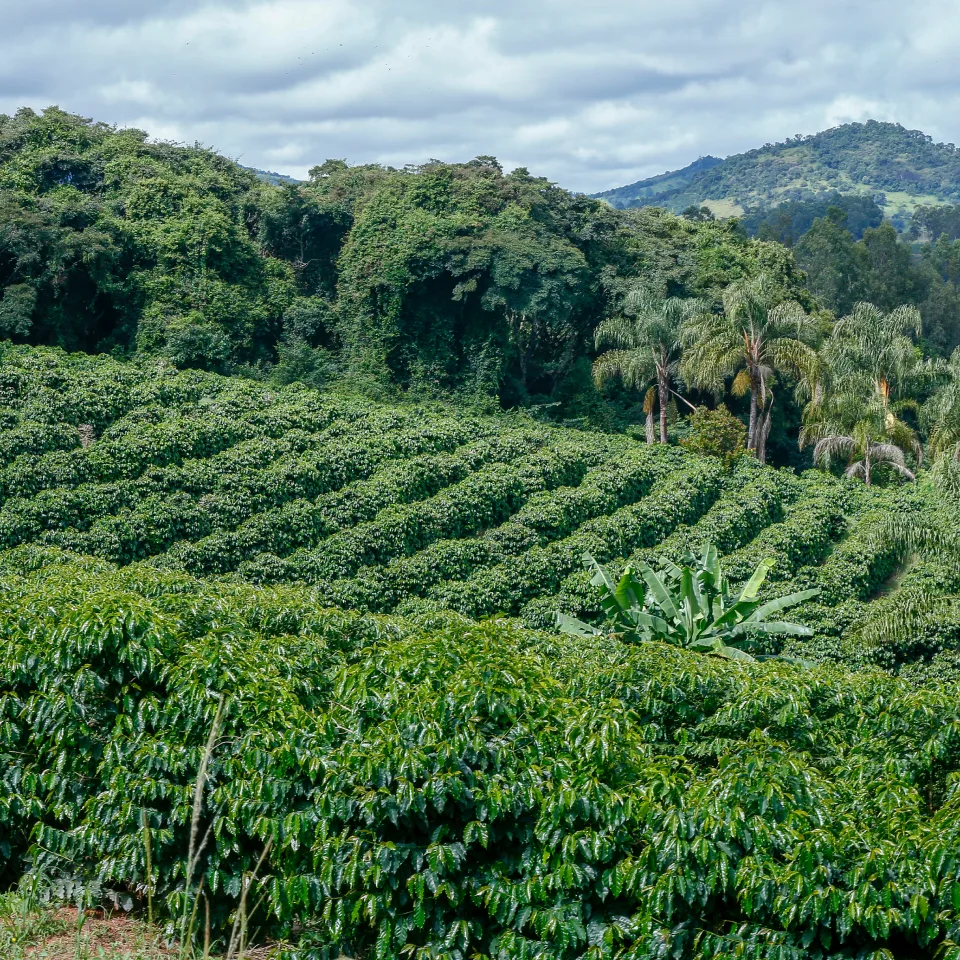 Bean Exchange Coffee Plantation