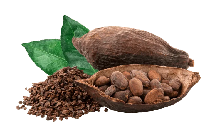 cocoa pods cocoa beans cacao powder