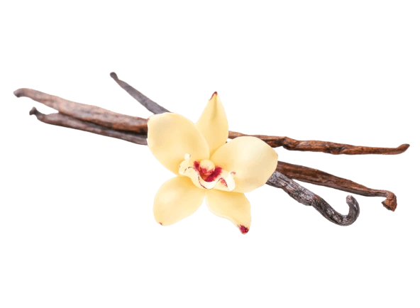 dried vanilla pods flower