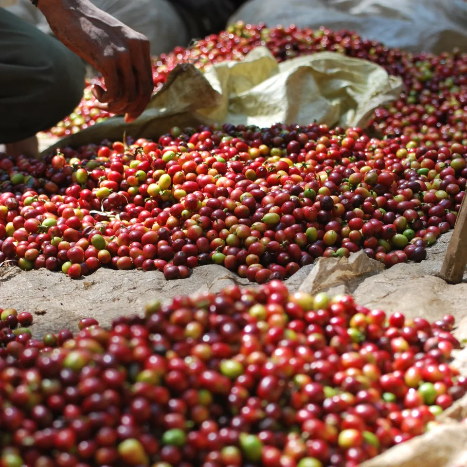 drying coffee beans