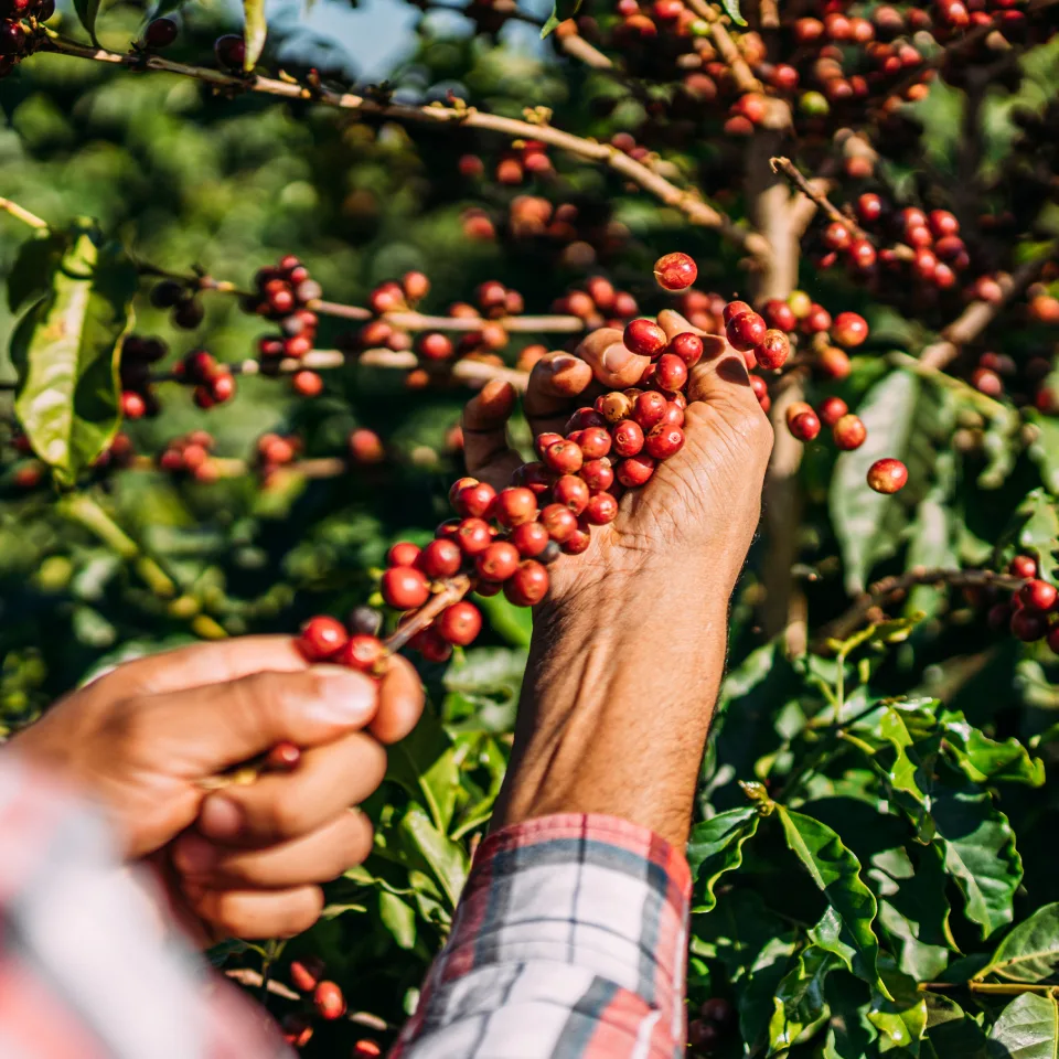 farmer picking up coffee beans